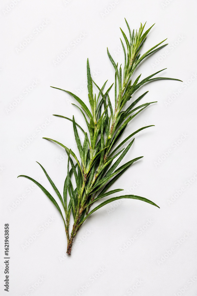 Fototapeta premium rosemary on a white background