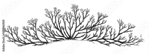 Ink drawing of a shrub, isolated on white, botanical illustration, nature design