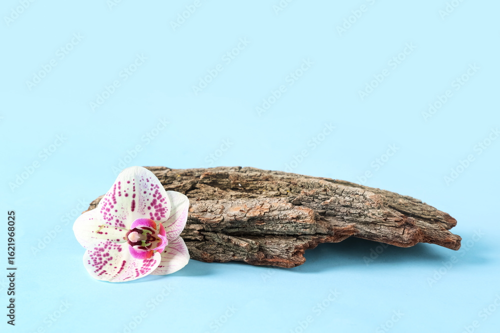 Fototapeta premium Tree bark with beautiful orchid flowers on blue background