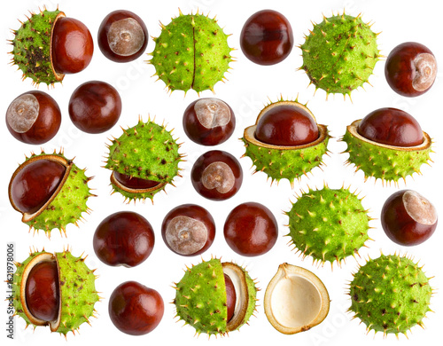  “Horse Chestnut Seeds with Spiky Green Shells, Isolated PNG”.