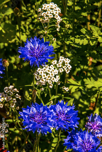 blue flowers in the garden