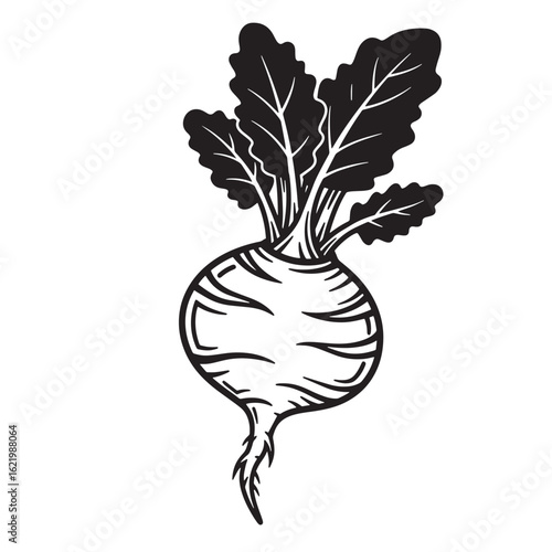 Detailed black and white illustration of a freshly harvested beetroot vegetable