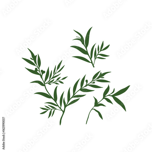 Elegant stylized sprigs of greenery, dark green leaves and berries, botanical illustration.