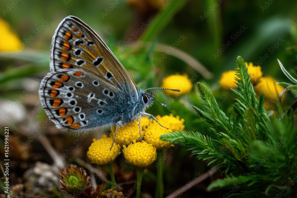 Obraz premium Close-up view of a butterfly resting on a wildflower