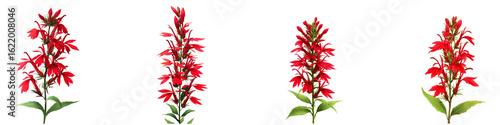 Cardinal flower isolated on transparent background.