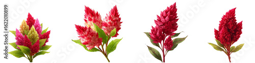 Set of celosia flower isolated on transparent background.