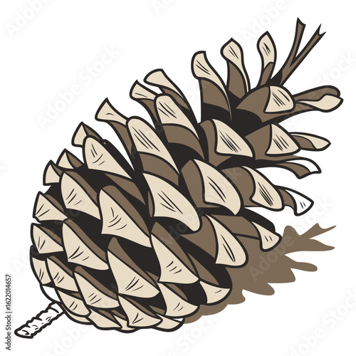 Detailed illustration of a pine cone with its many scales and a small twig on a white background