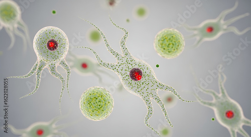 Microscopic View of Amoeba Proteus with Pseudopods and Food Vacuoles.