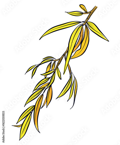 Vector hand drawn willow autumn branch illustration