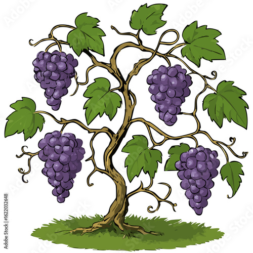 an image of a tree with open grapes