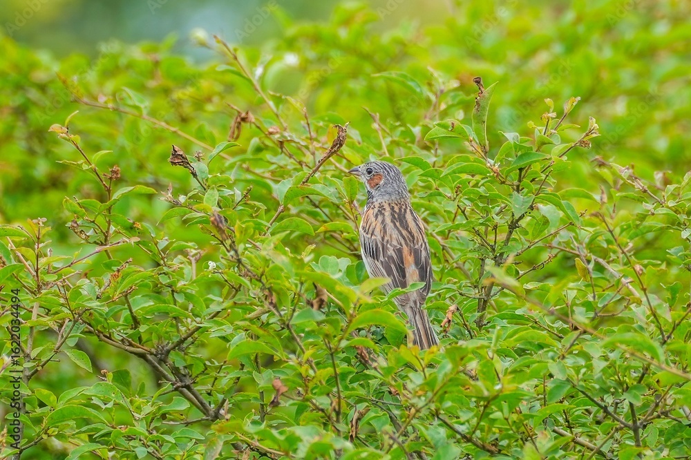 Fototapeta premium のんびりくつろぐ子育て中のホオアカ