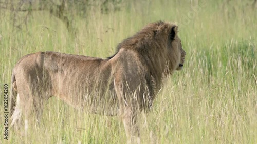 タンザニア、セレンゲティのライオン