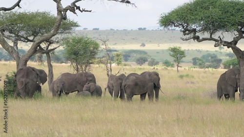 タンザニア、セレンゲティのゾウ
