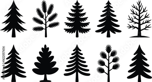 Evergreen pine fir spruce trees vector
