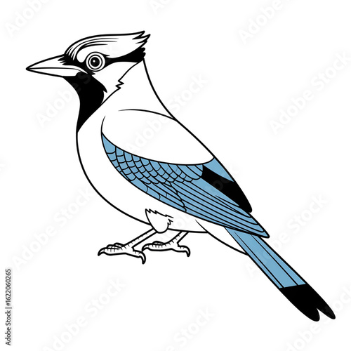 Vector illustration of a jay bird line drawing coloring page