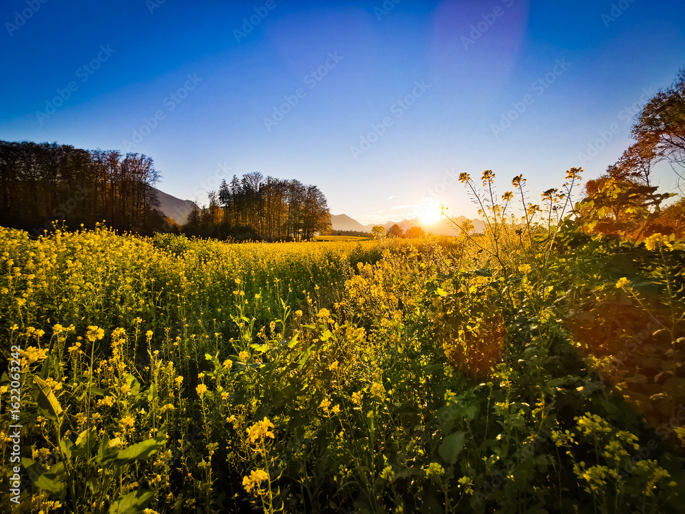 Obraz premium field of sun flowers at sunset