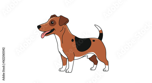 Energetic jack russell terrier dog standing alert and looking to the side with a happy expression