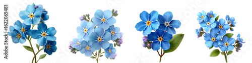 Forget me not flower isolated on transparent background.
