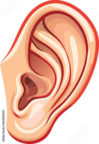 A detailed illustration of a human ear, showing internal and external anatomical features.
