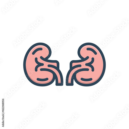 Color illustration icon for nephrology