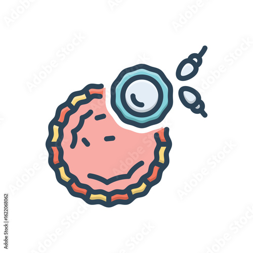 Color illustration icon for ovulation