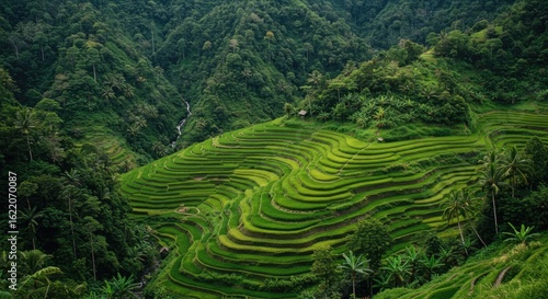 Lush terraced rice paddies ascend a mountainside.
