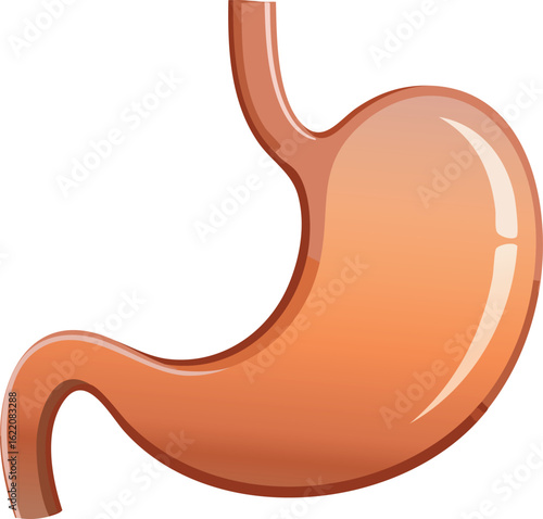 Detailed illustration of a human stomach, showcasing its anatomy and digestive system structure.