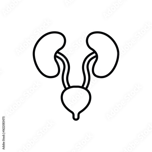 Kidneys and Bladder Icon, Urinary System Symbol, Urological Line Style.