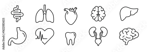 Thin Line Human Organ Icon Set, Outline Symbol of Liver, Brain, Heart, Lungs, Intestine, Tooth, Stomach, Urinary System for Anatomy and Healthcare Vector Design