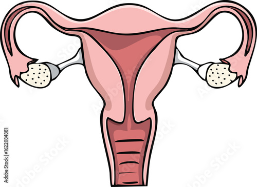 Detailed anatomical illustration of the female reproductive system, showcasing the uterus, fallopian tubes, and ovaries.
