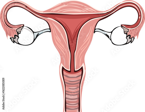 Illustration of the female reproductive system, showcasing the uterus, fallopian tubes, ovaries, and cervix in anatomical detail.