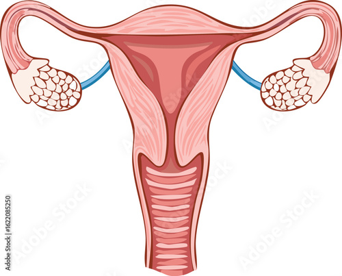 Diagram of the female reproductive system, highlighting internal organs.