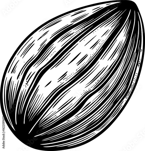 Hand drawn almond illustration whole nut close up, vintage botanical sketch style, healthy organic snack food concept