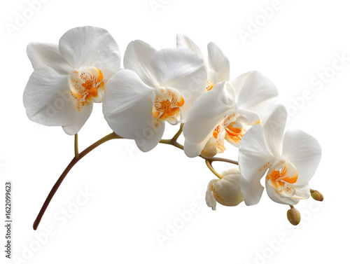 Elegant white orchid blossoms with vibrant orange centers, showcasing delicate petals and budding flowers on a graceful stem, perfect for luxury botanical designs and serene decor.