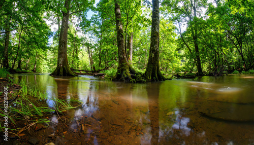 Flooded forest with tree trunks rising from smooth riverbed water reflecting green leaves and blue sky in peaceful natural environment after rain