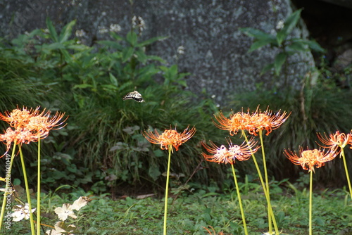 彼岸花と蝶