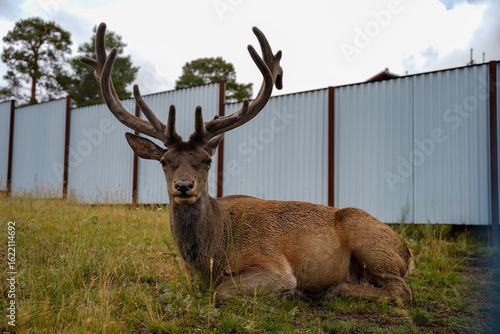 Plakat deer in the forest