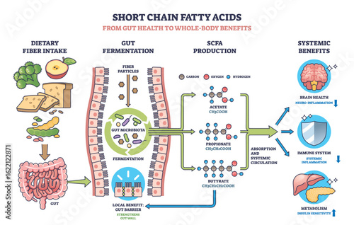 Short chain fatty acids diagram shows gut fermentation, SCFA production, and systemic benefits with gut, bacteria, and molecules. Outline diagram