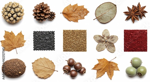 Diverse Natural Elements: Botanical Patterns and Organic Textures 