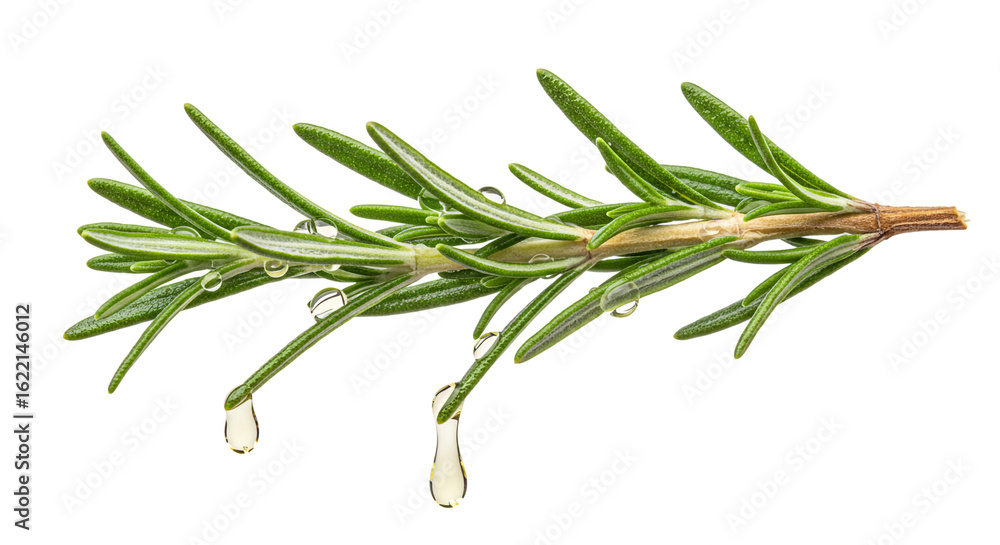 Fototapeta premium Herb Stem Releasing Tiny Oil Droplets in Studio Shot