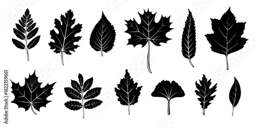 Black leaves silhouettes set. Tree leaf shapes collection