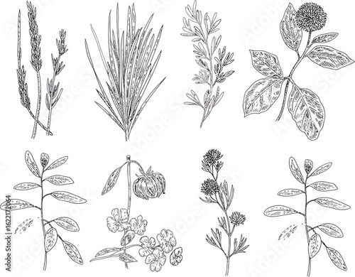 Collection of detailed botanical line drawings of various plants and grasses