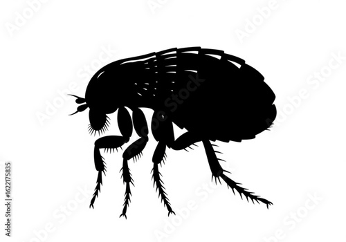 Flea insect parasite isolated on white background in black and white style