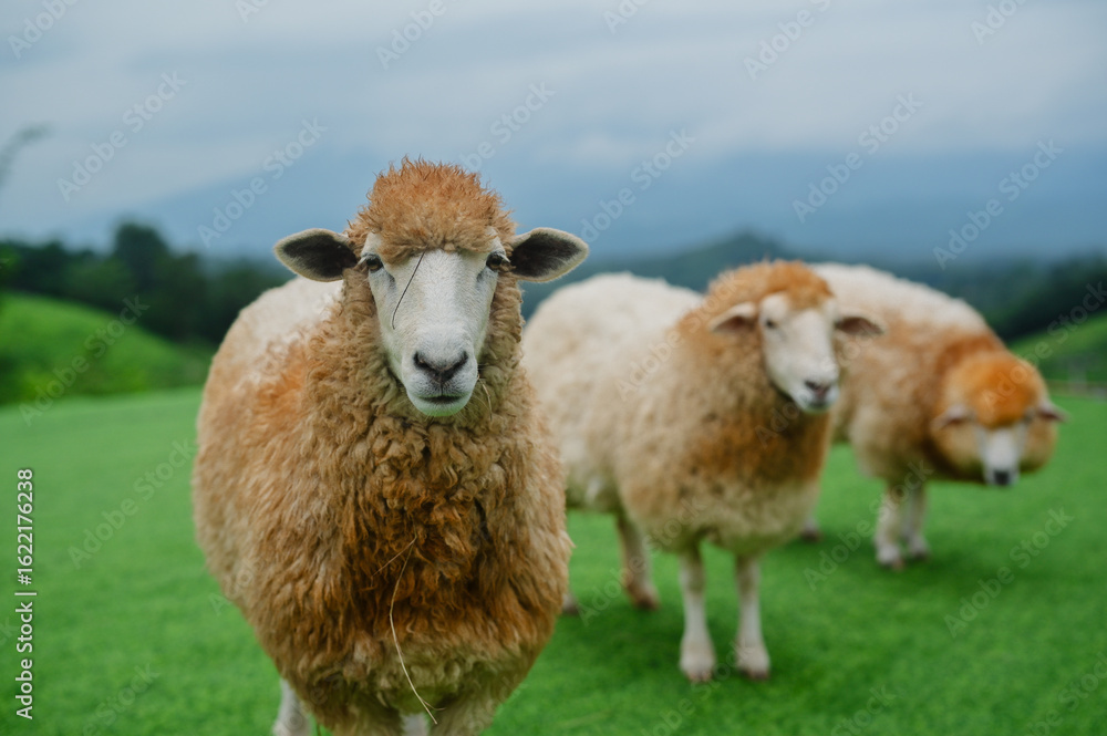 Fototapeta premium A group of fluffy sheep grazing on lush green grass under an overcast sky, showcasing a serene pastoral scene.