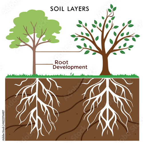 Soil Layer's Root Development: A detailed illustration of soil layers with the root development of two trees, showcasing the unseen, intricate world beneath the surface.