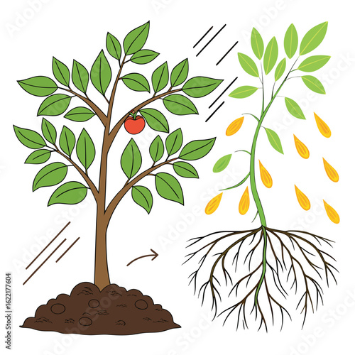 Plant Life Cycle: An illustrated depiction of a tree with ripe fruit alongside a sectional view revealing its internal structure and growth stages, showing the interplay of roots and foliage