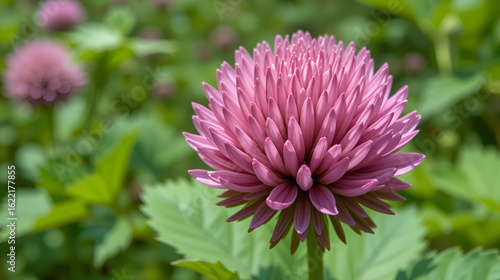 Image of red clover