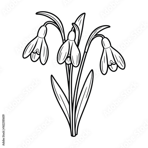 Delicate hand drawn snowdrop flowers in bloom