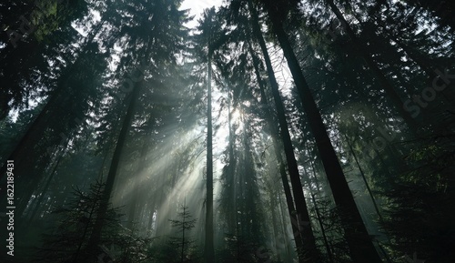 Fototapeta Naklejka Na Ścianę i Meble -  Sunbeams piercing a dense forest