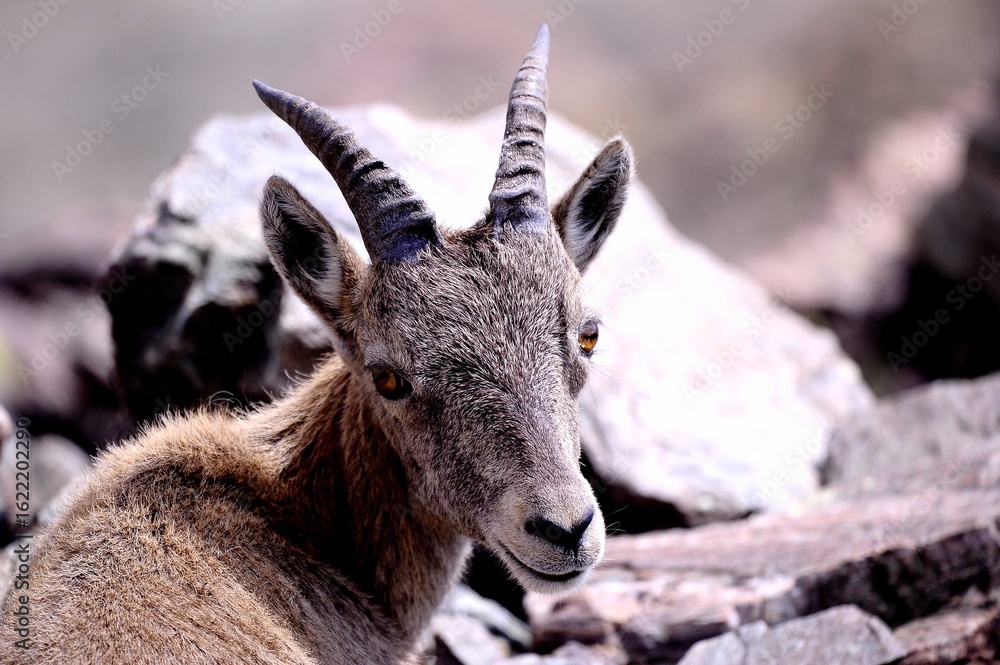 Fototapeta premium Alpine ibex (Capra ibex) in the French Alps - wildlife behavior and alpine nature